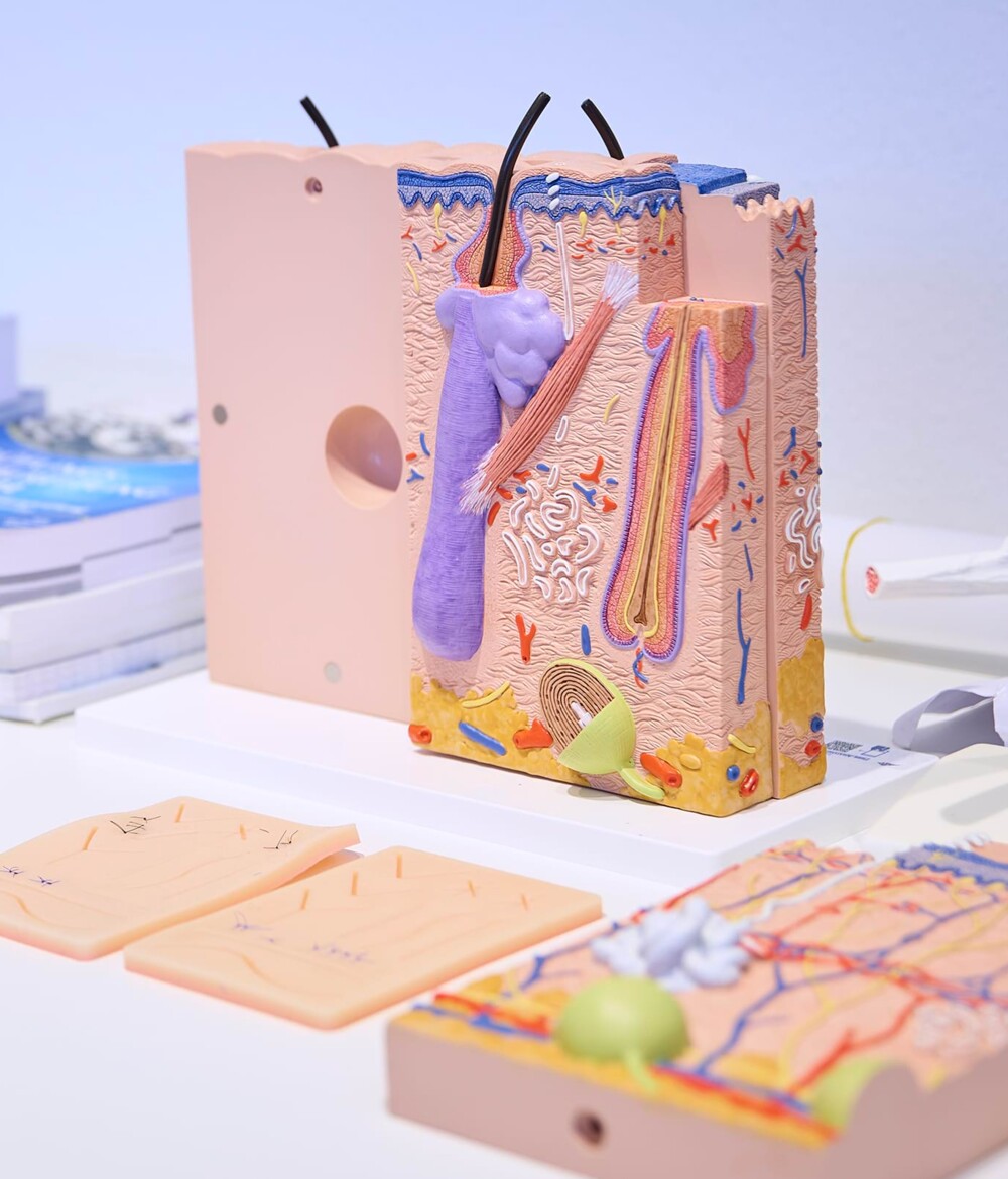 Nahaufnahme unterschiedlicher medizinischer Lehrmodelle.